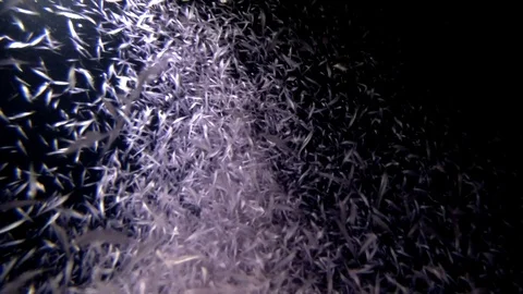 Mass of krill in the beam of a lantern at night Stock Footage 88240131