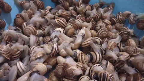 Mass of Live Garden Snails Moving - Gastropod Close-up 動画素材 335651055