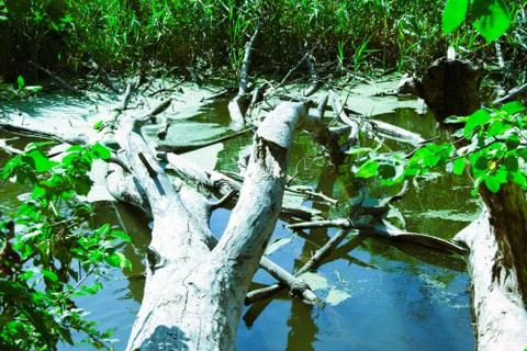 A mass of logs and debris blocking part of a river. Wood and debris remain fr Stock Photos