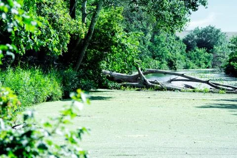 A mass of logs and debris blocking part of a river. Wood and debris remain fr Stock Photos
