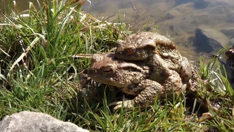 Mass mating of frogs in the spring Stock Footage 182001694