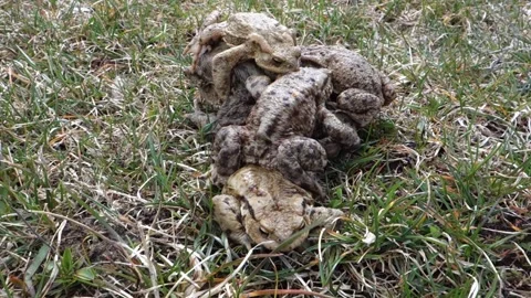 Mass mating of frogs in the spring Stock Footage 182004423