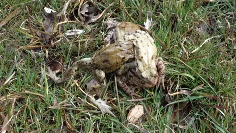 Mass mating of frogs in the spring Stock Footage 182007538