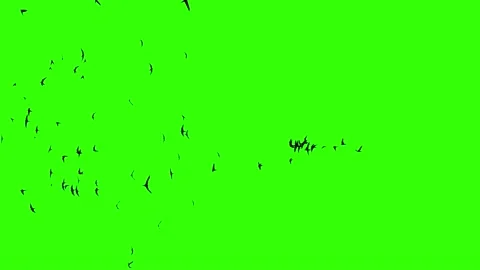 Mass migration movement. Crowd of birds behaviour. Flocking boids simulation. Stock Footage 153173222