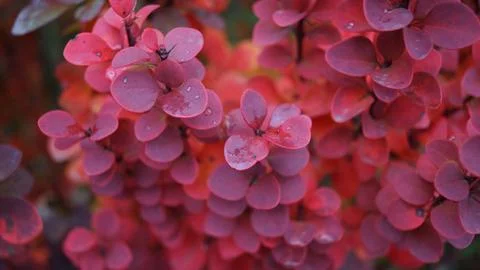 Mass of Rounded, Deep Red Shrub Leaves Stock Photos