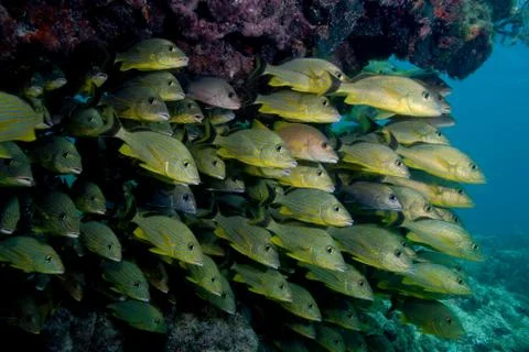 Mass of schooling fish. Stock Photos