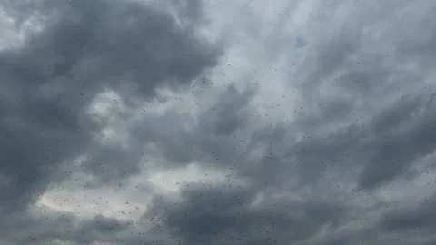 Mass Swarm of Flying Insects in Dramatic Overcast Sky Stock Footage 332592361
