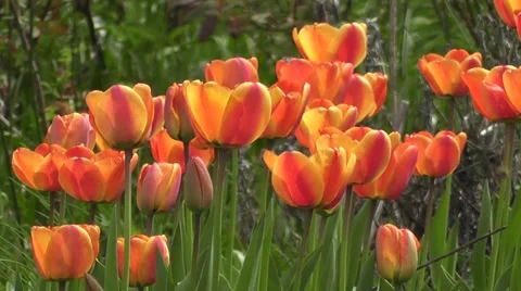Mass Tall Orange Red Spring Tulip Flowers Blowing in the Wind Stock-Footage 50302433