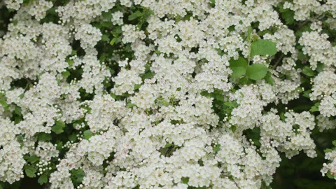 A mass of tiny white blossom on a Spiraea shrub - close up 1. 4K tripod Stock Footage 241153625