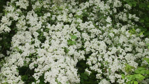 A mass of tiny white blossom on a Spiraea shrub - close up 2. 4K tripod Stock Footage 241156767