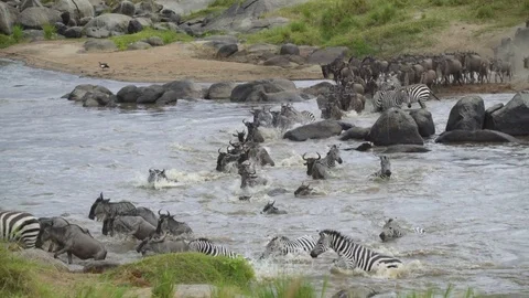 Mass zebra migration crossing the river in Kenya Africa Stock Footage 71738974