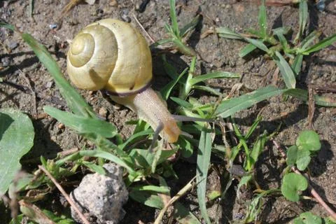 MASSA, ITALY - AUGUST 25 2015: yellow snail walking in the grass in a garden  Stock Photos