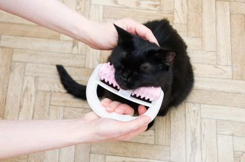 Massage for a black cat with a plastic roller massager. 写真素材