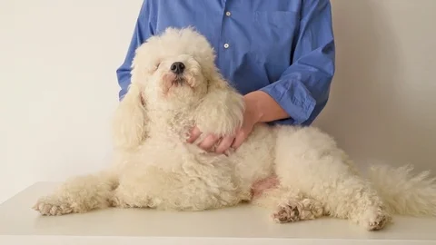 Massage dog Stockbeeldmateriaal 72607655