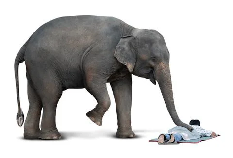 Massage from elephant Stock Photos