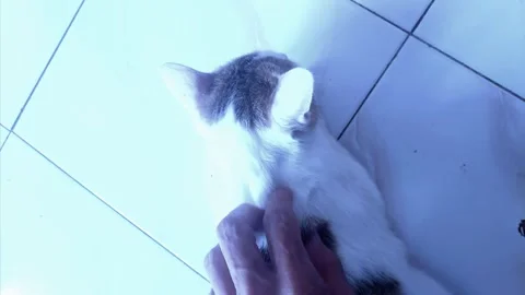 Massaging Cat on Her Back and Head Stock Footage 303410627