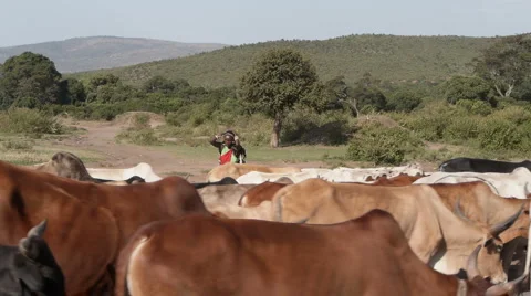 Massai cows P1 Stock Footage