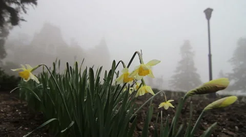 Massandra Palace crocus Stock Footage 48817521