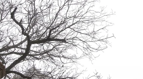 Massandra panorama Stock Footage 48818024