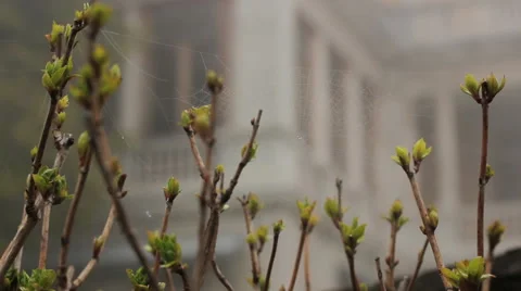 Massandra spiderweb old windows Stock Footage 48818160