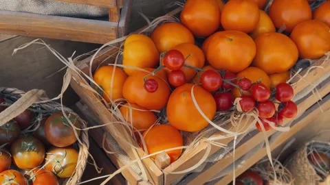 Massandra tomatoes in Yalta Stock Footage 313109520