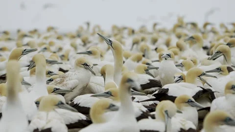 Massed Cape Gannets in Tight Breeding Group on Bird Island Stock Footage 342869637