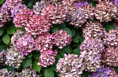 Massed flowers and foliage of Hydrangea in a garden in late summer Stock Photos