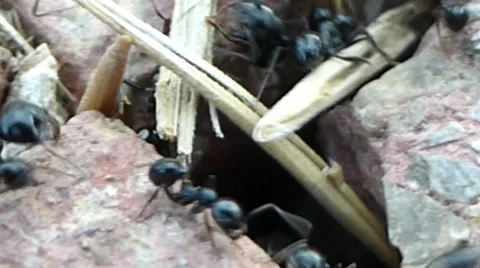 Masses of ants taking dried grass to their nest 10 of 14 Stock Footage 42099820