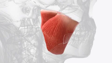 The masseter is one of the muscles of mastication Stock Illustration