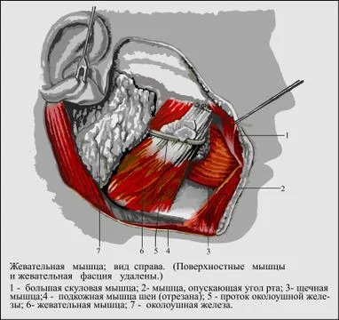 Masseter ru Stock Illustration