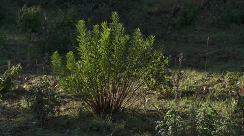 Massif de L'Esterel Backlit Bush Video stock 35628555