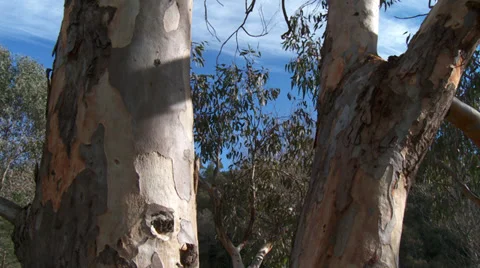 Massif de L'Esterel Close up of Trunk Detail Stock Footage 35629102