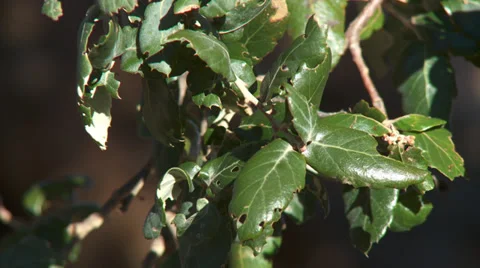 Massif de L'Esterel Cork Oak Leaves Stock Footage 35630054