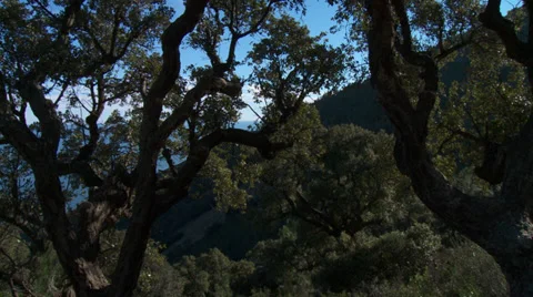 Massif de L'Esterel Cork Oaks Canopy Pan Stock Footage 35631071
