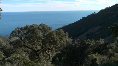 Massif de L'Esterel Cork Tree By Ocean Stock Footage 35630448
