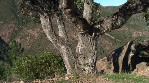Massif de L'Esterel Cork Tree Stock Footage 35631458