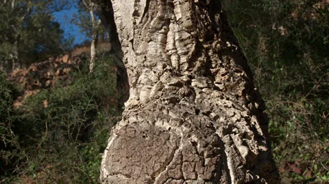Massif de L'Esterel Cork Trunk Detail Stock Footage 35632646