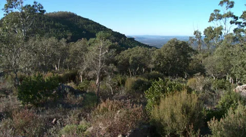Massif de L'Esterel Dense Undergrowth Video stock 35634080