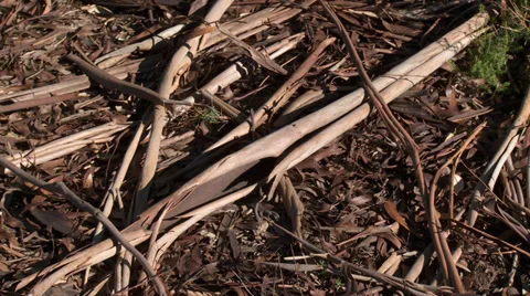 Massif de L'Esterel Eucalyptus Bark Stock Footage 35636314