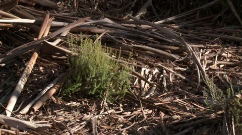 Massif de L'Esterel Eucalyptus Bark and Plant Video stock 35636625
