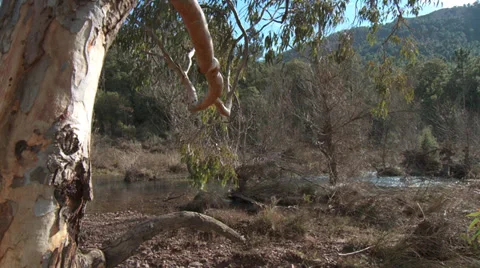 Massif de L'Esterel Eucalyptus Growing By River Stock Footage 35639040