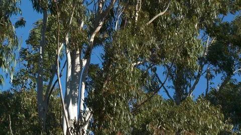 Massif de L'Esterel Eucalyptus Leaves in Wind Stock Footage 35637945