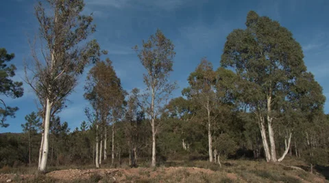 Massif de L'Esterel Eucalyptus Stand Video stock 35638725