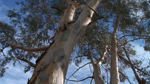 Massif de L'Esterel Eucalyptus Tree Canopy Stock Footage 35641703