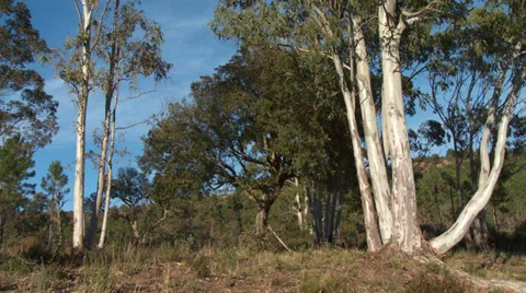 Massif de L'Esterel Eucalyptus Trees Video stock 35641559