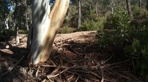 Massif de L'Esterel Eucalyptus Trunk Detail and Shed Bark Video stock 35644228