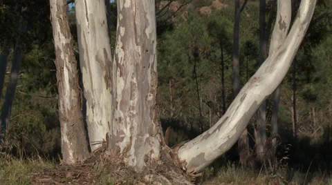 Massif de L'Esterel Eucalyptus Trunks Video stock 35642881