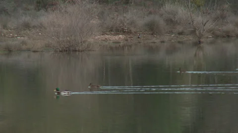 Massif de L'Esterel Lake with Mallards Swiming Video stock 35653740