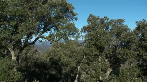 Massif de L'Esterel Large Cork Tree Canopy Pan Video stock 35654728
