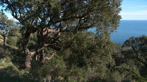 Massif de L'Esterel Large Cork Tree Ocean Background Video stock 35654983